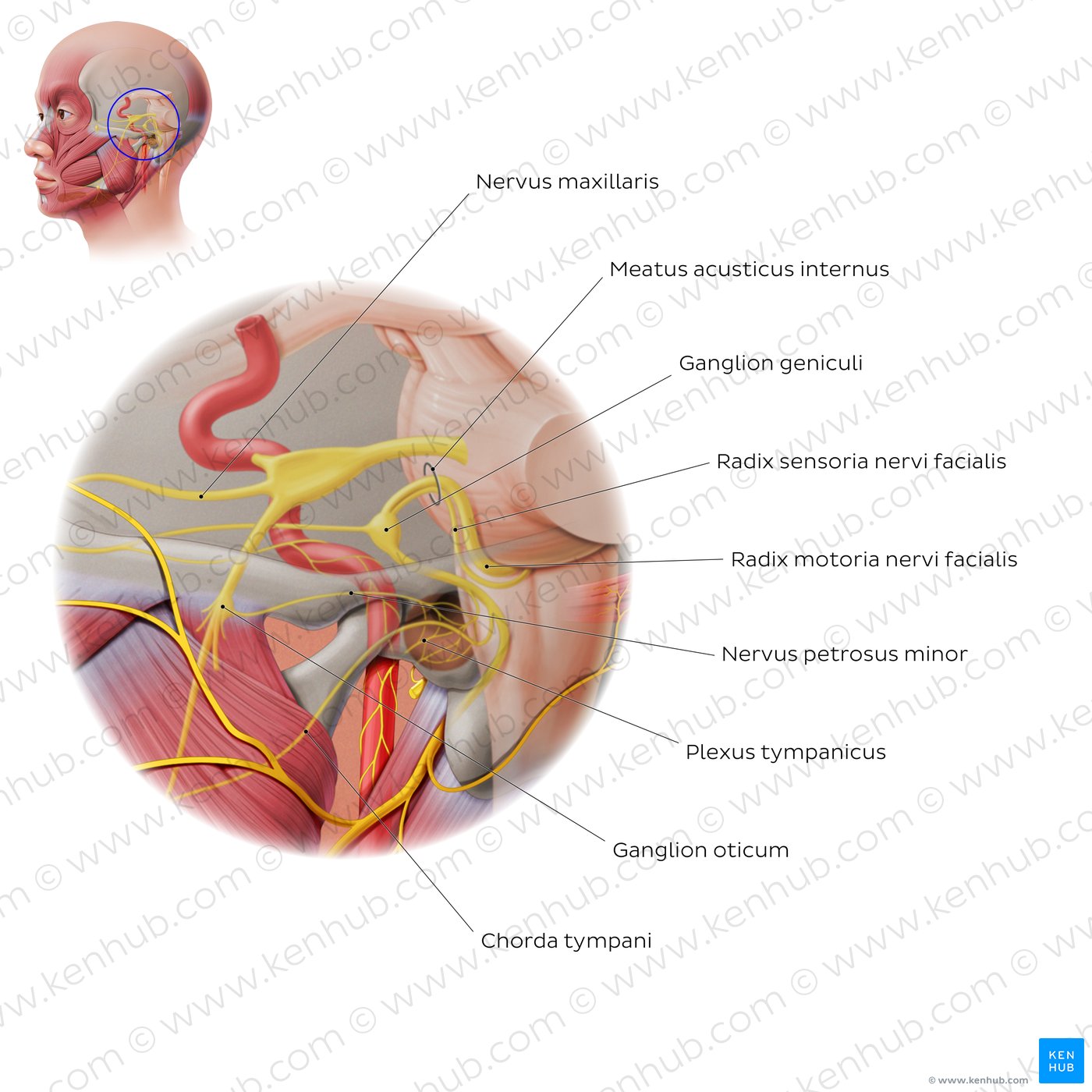 Nervus facialis: intracranial/intratemporal parts