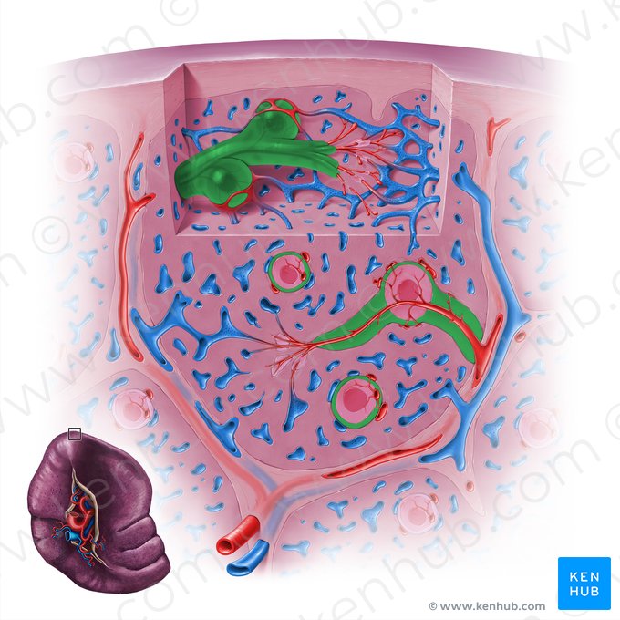 Bainha linfática periarterial (Vagina lymphoidea periarteriolaris); Imagem: Paul Kim