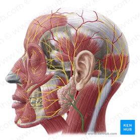 Great auricular nerve (Nervus auricularis magnus); Image: Yousun Koh