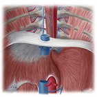 Inferior vena cava