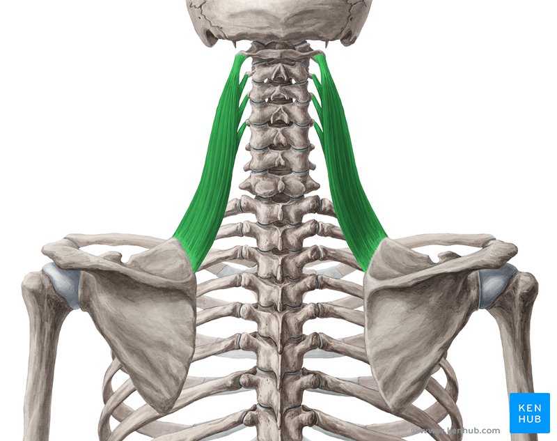 Levator scapulae muscle (Musculus levator scapulae)