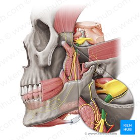 Mandibular nerve (Nervus mandibularis); Image: Paul Kim
