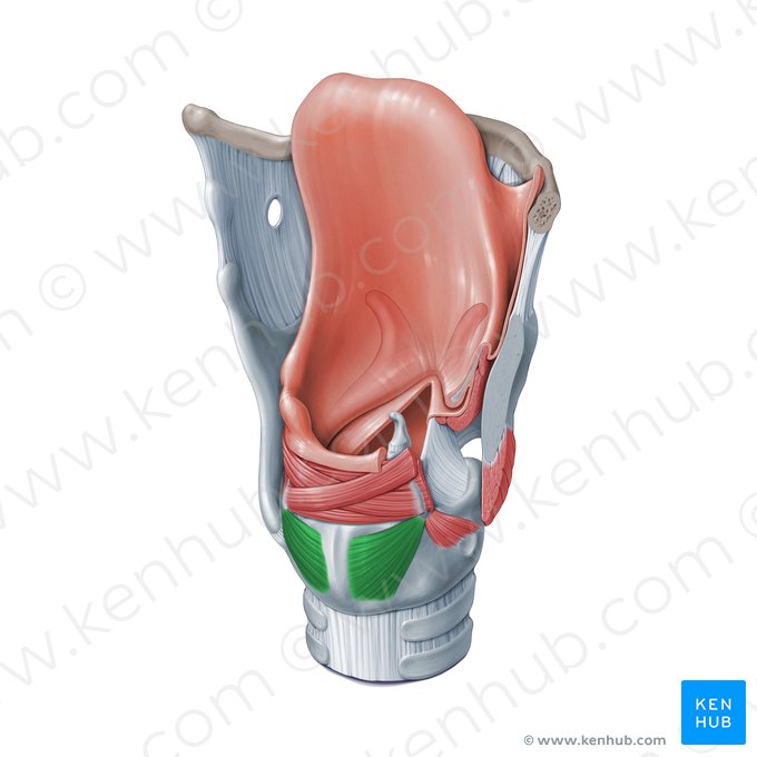 Músculo cricoaritenoideo posterior (Musculus cricoarytenoideus posterior); Imagen: Paul Kim