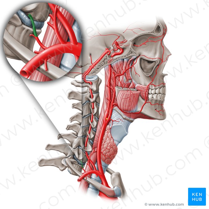 Deep cervical artery (Arteria cervicalis profunda); Image: Paul Kim