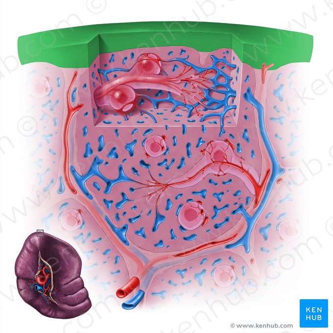 Fibrous capsule of spleen (Capsula fibrosa splenis); Image: Paul Kim