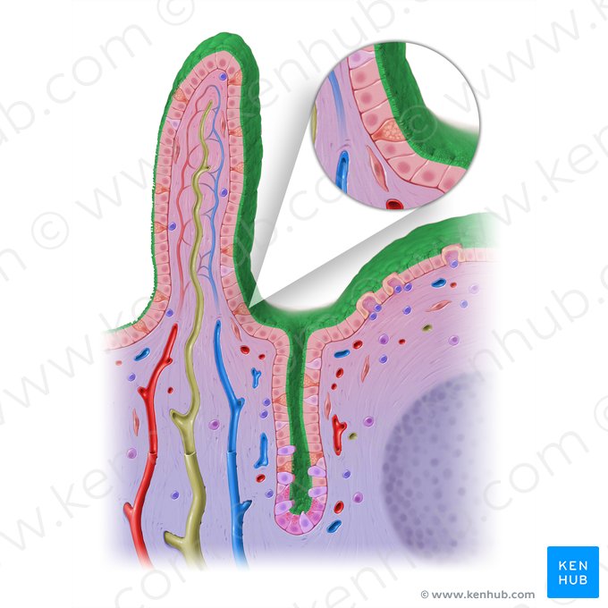 Borda em escova (Limbus microvillosus); Imagem: Paul Kim