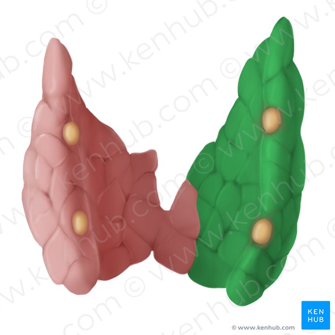 Right lobe of thyroid gland (Lobus dexter glandulae thyroideae); Image: Begoña Rodriguez