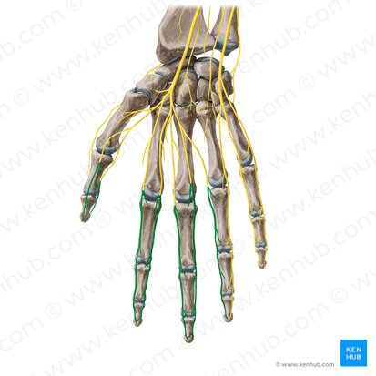 Proper palmar digital branches of median nerve (Rami digitales palmares proprii nervi mediani); Image: Yousun Koh