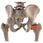 Quadratus femoris muscle (3D)