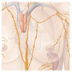 Lymphsystem
