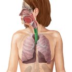 Histology of the lower respiratory tract