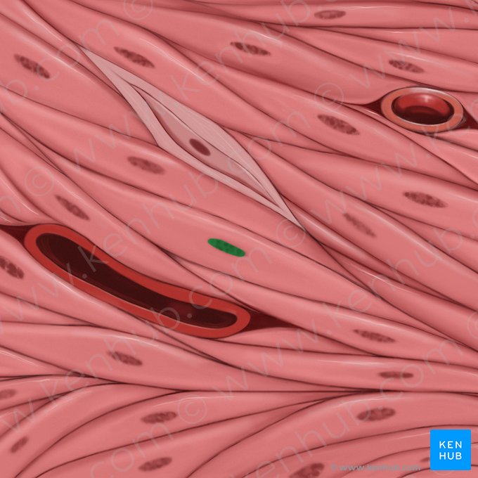 Nucleus of smooth muscle cell (Nucleus myocyti levis); Image: Tal Bavli Ziv