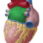 Anatomische Diagnostik - elektrophysiologische Untersuchung (EPU)