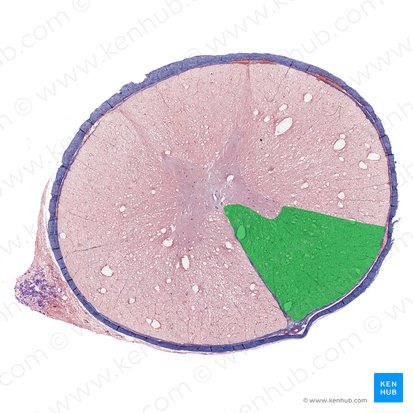 Funiculus anterior medullae spinalis (Vorderstrang des Rückenmarks); Bild: 