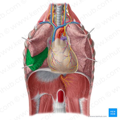Lobo médio do pulmão direito (Lobus medius pulmonis dextri); Imagem: Yousun Koh