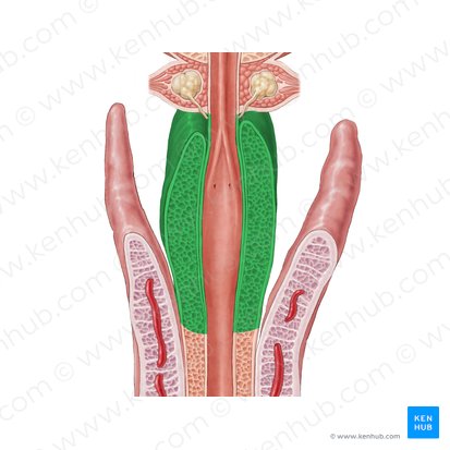 Bulb of penis (Bulbus penis); Image: Samantha Zimmerman