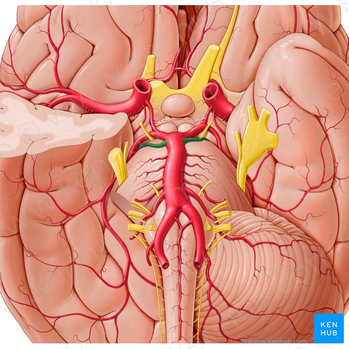 Artéria cerebelar superior (Arteria superior cerebelli); Imagem: Paul Kim