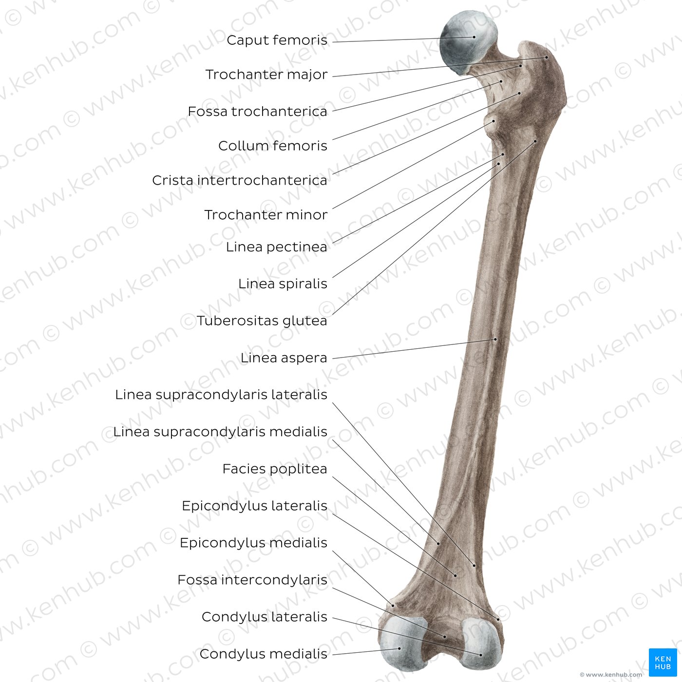 Femur: Hintere Ansicht