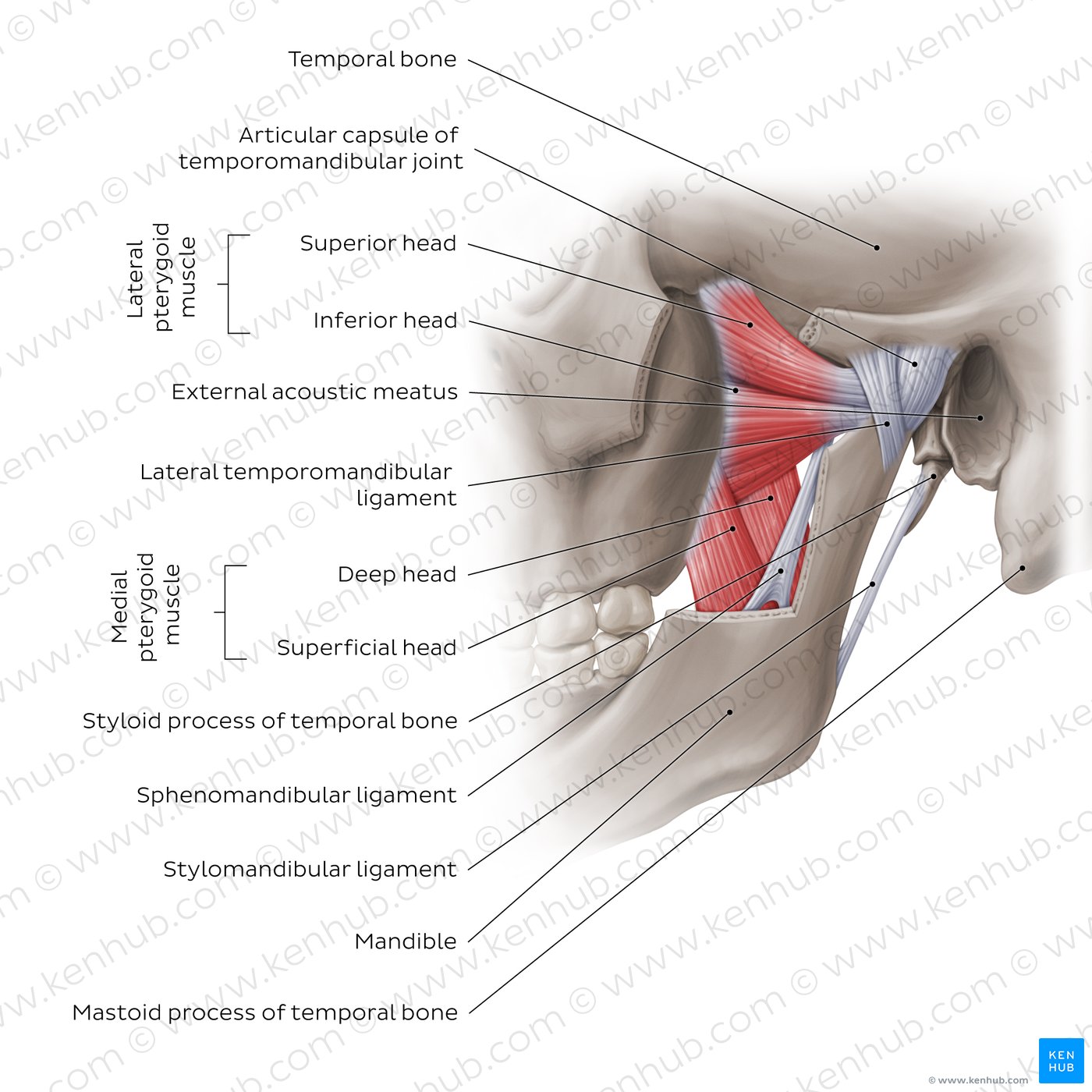 The ligaments of the temporomandibular joint