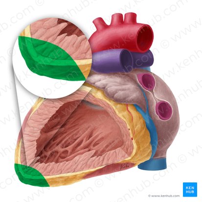 Apex of heart (Apex cordis); Image: Yousun Koh