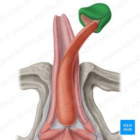 Glande do pênis (Glans penis); Imagem: Samantha Zimmerman