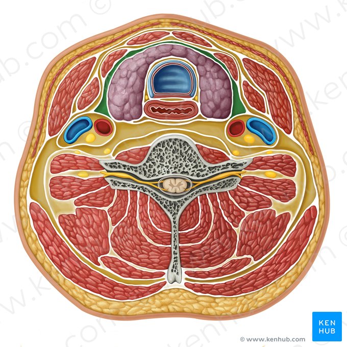 Pretracheal space (Spatium pretracheale); Image: Irina Münstermann