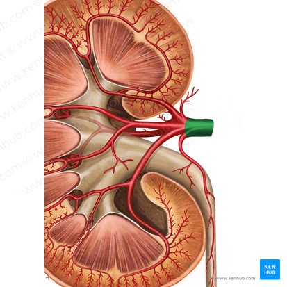 Artéria renal direita (Arteria renalis dextra); Imagem: Irina Münstermann