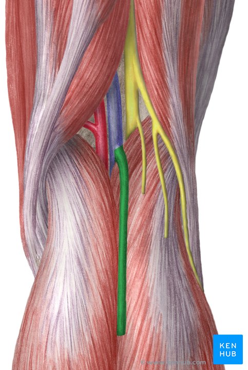Vena saphena und Nerv