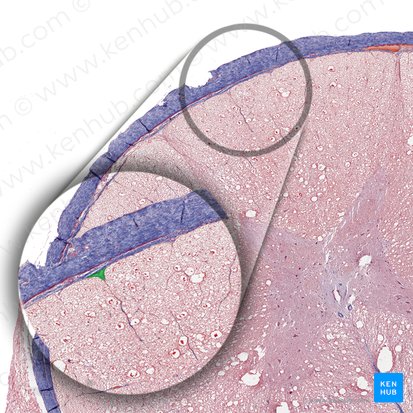 Posterior median sulcus of spinal cord (Sulcus medianus posterior medullae spinalis); Image: 