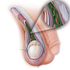 Pampiniform venous plexus