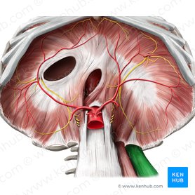 Músculo quadrado lombar (Musculus quadratus lumborum); Imagem: Stephan Winkler