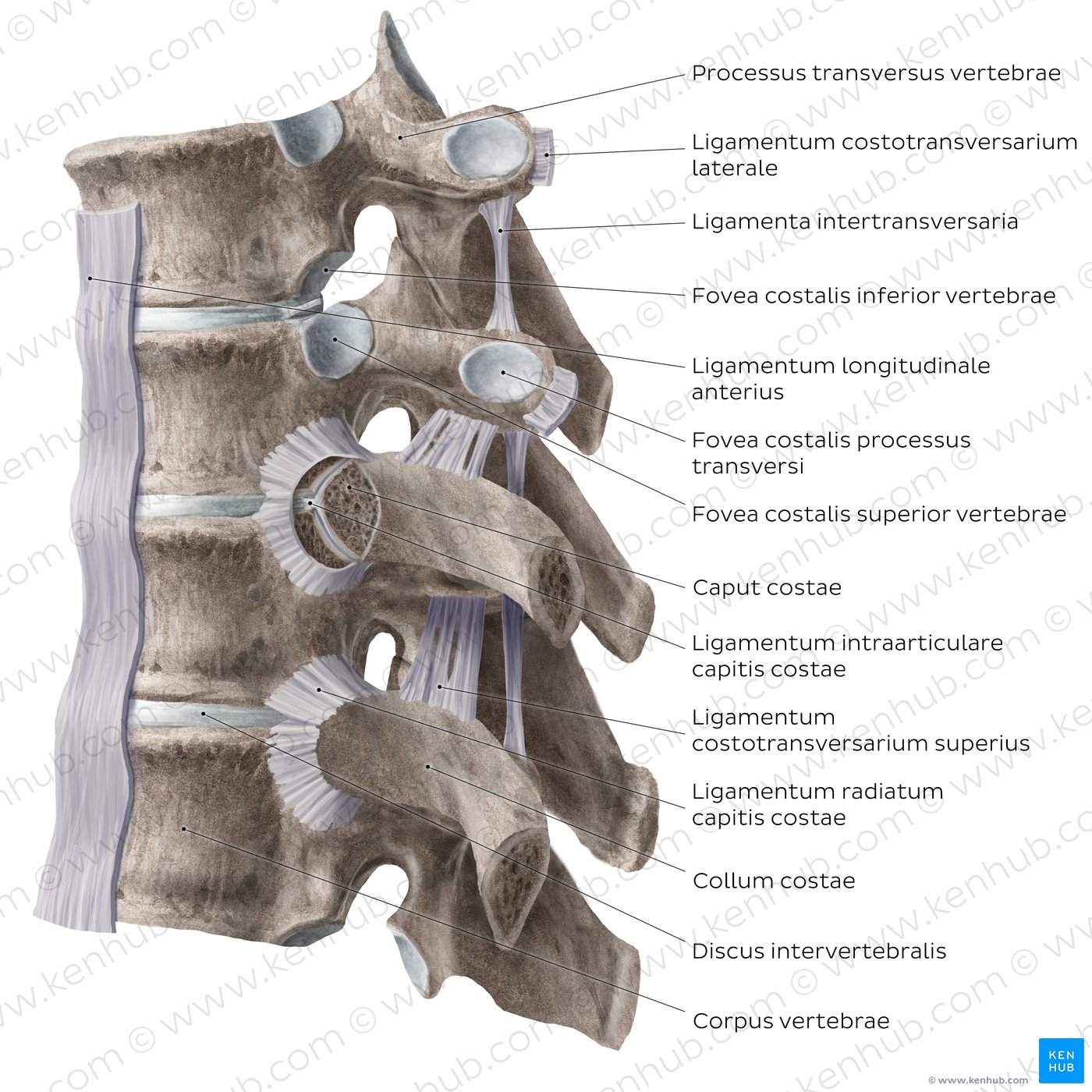 Costovertebral joints (lateral view)