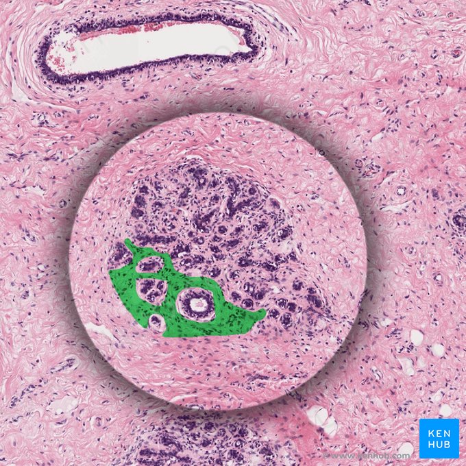 Intralobular stroma; Image: 