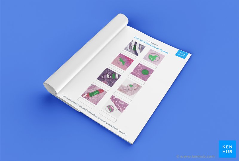 Unlabeled diagram showing the different types of connective tissue (download free PDF below!)