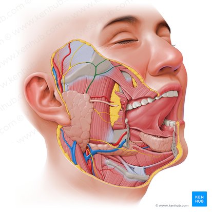 Ramos zigomáticos do nervo facial (Rami zygomatici nervi facialis); Imagem: Paul Kim