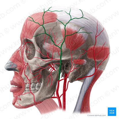 Arteria temporal superficial (Arteria temporalis superficialis); Imagen: Yousun Koh