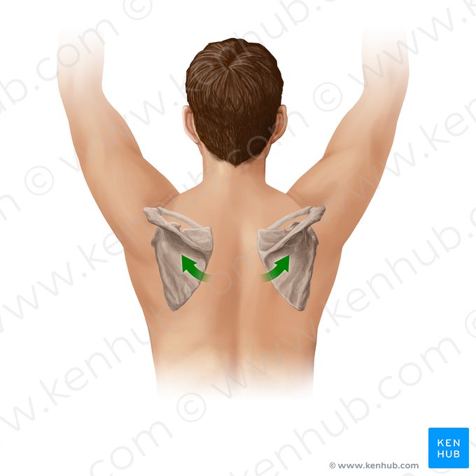 Upward rotation of scapula (Rotatio superior scapulae); Image: Paul Kim