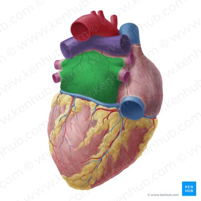 Atrio izquierdo (Atrium sinistrum cordis); Imagen: Yousun Koh