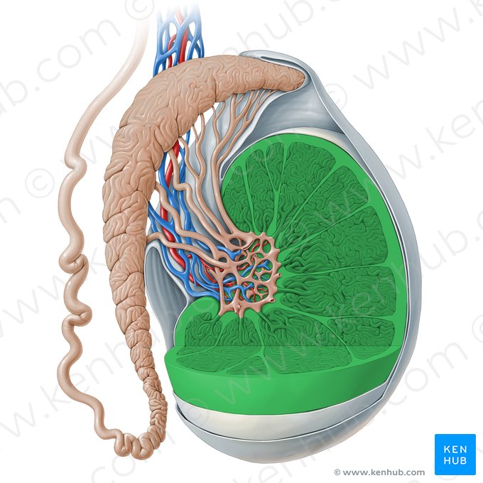 Testicule (Testis); Image : Paul Kim