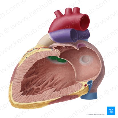 Aortic valve (Valva aortae); Image: Yousun Koh