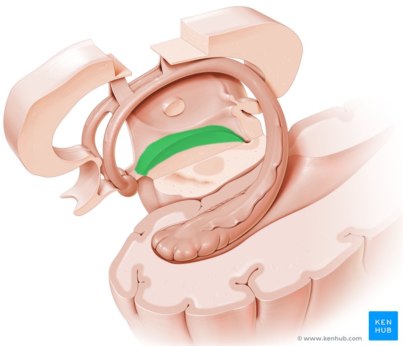 Tegmentum: Lateral-left view