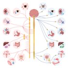 Autonomic nervous system