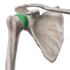 Glenohumeral joint