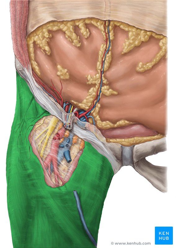 Fascia lata - ventral view