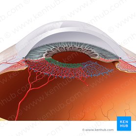 Círculo arterial menor del iris (Circulus arteriosus minor iridis); Imagen: Paul Kim