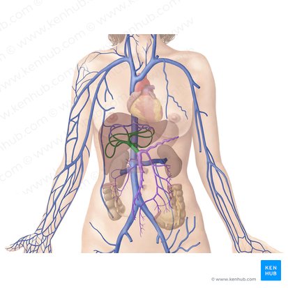 Hepatic portal vein (Vena portae hepatis); Image: Begoña Rodriguez