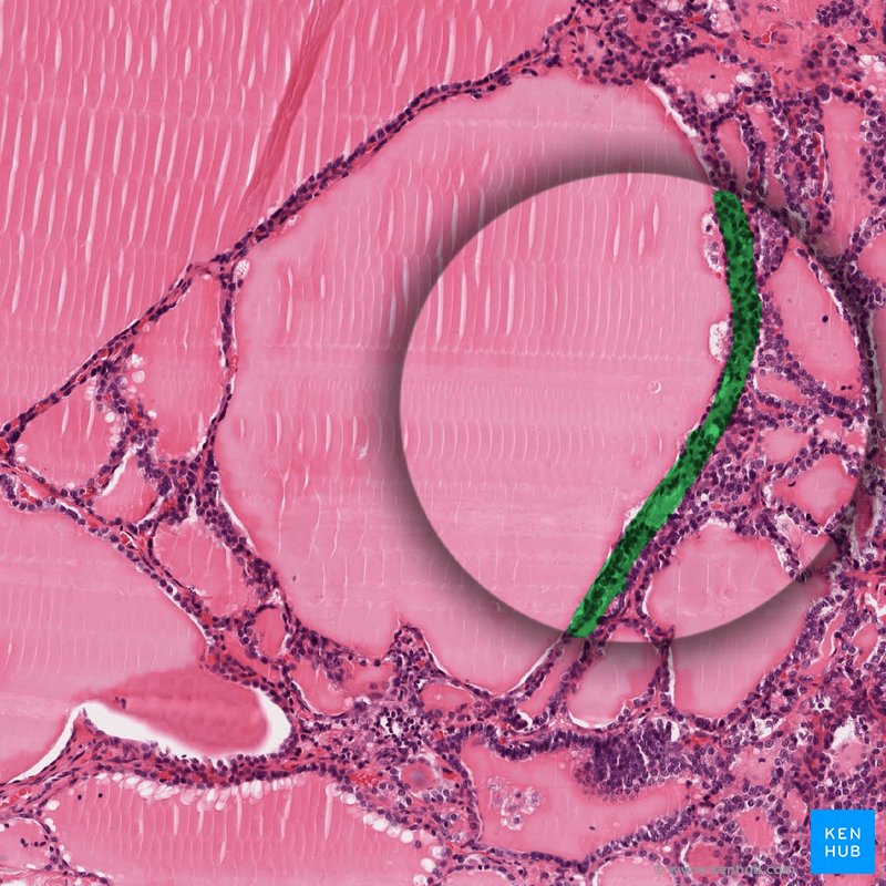 Follicular epithelium - histological slide