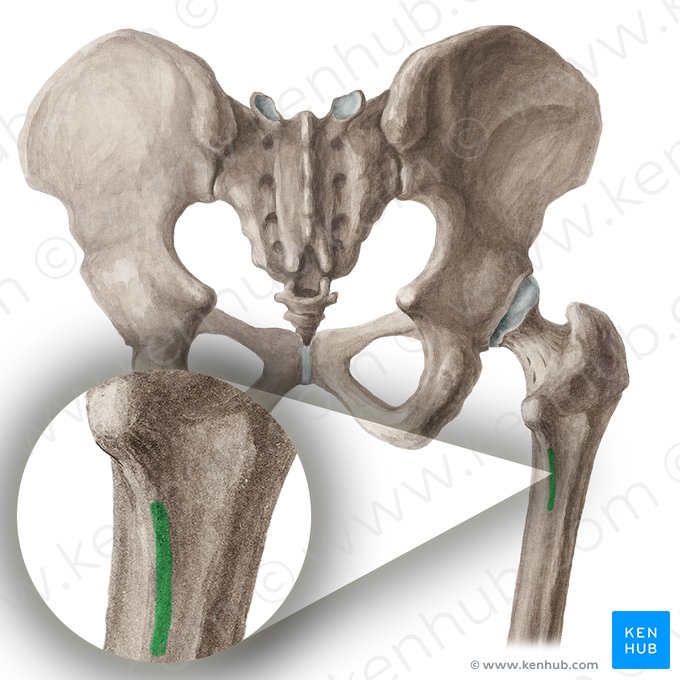 Pectineal line of femur (Linea pectinea ossis femoris); Image: Liene Znotina
