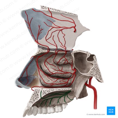 Greater palatine artery (Arteria palatina major); Image: Begoña Rodriguez