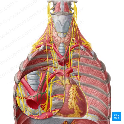 Plexus aorticus thoracicus (Brustaortengeflecht); Bild: Yousun Koh